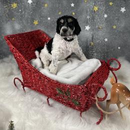 Black - Parti male Poodle puppy in Ponce De Leon, Florida from Above the Standard Dogs