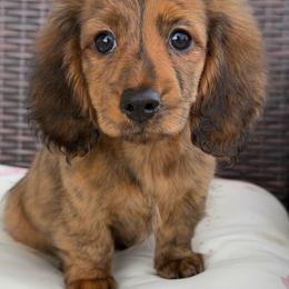 Nellie - Brindle female Dachshund puppy in Tonopah, Arizona from Brandie's Dachshunds