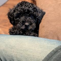 Yellow (Brindle Pointed Phantom, coloring still coming in) - Silver male Whoodle puppy in Kalispell, Montana from Countryman Whoodles