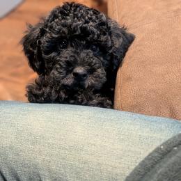 Yellow (Brindle Pointed Phantom, coloring still coming in) - Silver male Whoodle puppy in Kalispell, Montana from Countryman Whoodles