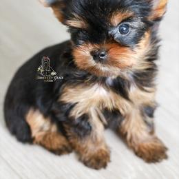 Yorkshire Terrier Puppies from Essence of Grace Yorkies