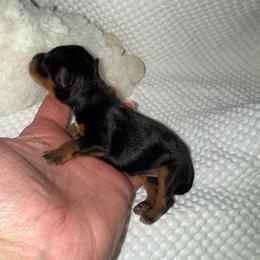 Black and rust female - Black female Miniature Schnauzer puppy in Forest, Virginia from Prestige Kennel LLC