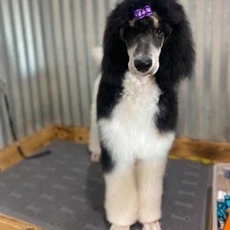 Poodle Puppies from Spanish Flower Standard Poodles