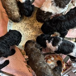 Poodle Puppies from Wonderland Kennel