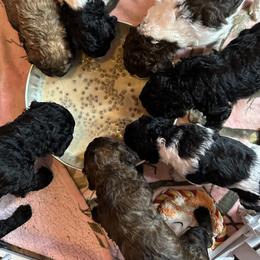 Poodle Puppies from Wonderland Kennel