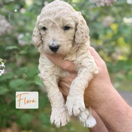 Flora - Cream female Poodle puppy in Detroit Lakes, Minnesota from Pickerel Pups