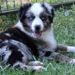 Miniature Australian Shepherd Puppies from LongMile Aussies