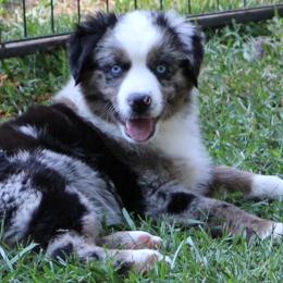 Miniature Australian Shepherd Puppies from LongMile Aussies