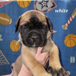Boy 4 - male Bullmastiff puppy in Wakarusa, Indiana from Watchman Kennels