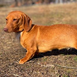 Paris - Dachshund