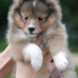 Shetland Sheepdog Puppies from Twin Cedar Shelties