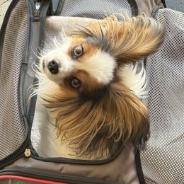 Papillon All Grown Up from PapillonPups