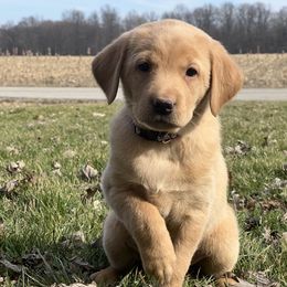 Girl 3 - Labrador Retriever puppy in Rootstown, Ohio from Blue Bandana Retrievers