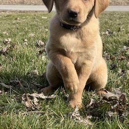 Girl 3 - Labrador Retriever puppy in Rootstown, Ohio from Blue Bandana Retrievers