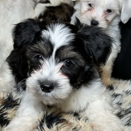 Black tri boy - Black male Chinese Crested puppy in Capac, Michigan from Puddles Palace Puppies