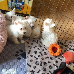 Stewart - White male West Highland White Terrier puppy in Blue Hill, Nebraska from BlueBelle's Canine Companions