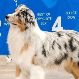 Australian Shepherds from Patricia Bandino's Australian Shepherds