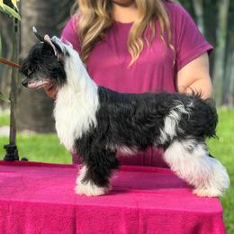 Kovu - Black and white male Chinese Crested puppy in Brooksville, Florida from Ariella Standard Poodles & Chinese Cresteds