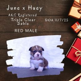 Red male - Sable male Pembroke Welsh Corgi puppy in Campbellsburg, Indiana from Kates Corgis