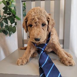 Willy (Gray Collar) - Apricot male Goldendoodle puppy in Lincoln, California from Lincoln Goldendoodles