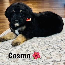 Aussiedoodle and Bernedoodle Puppies from Little Hawcreek Doodles