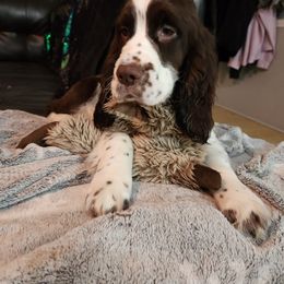 Billy - White and liver English Springer Spaniel puppy in Hilham, Tennessee from Rocky Top Springer Spaniels