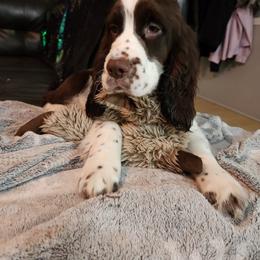Billy - White and liver English Springer Spaniel puppy in Hilham, Tennessee from Rocky Top Springer Spaniels
