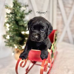 Monty (Dark Blue Collar) - Black male Labrador Retriever puppy in Cinebar, Washington from Pure Joy Labradors