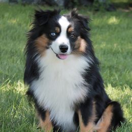 Rowdy - Miniature Australian Shepherd
