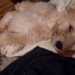 Girl 2 - Goldendoodle puppy in Maple Falls, Washington from Hamish's Pups