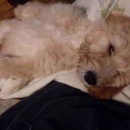Girl 2 - Goldendoodle puppy in Maple Falls, Washington from Hamish's Pups