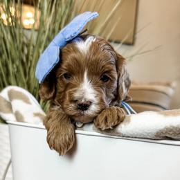 Verde (Blue Girl) - Red female Cavapoo puppy in Pleasant Grove, Utah from Destination Doodles