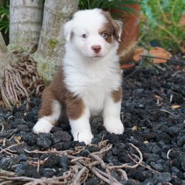 Miniature American Shepherd Puppies from Gemstone Minis