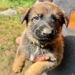 Vitani - Sable female Working Dog Cross puppy in Sheridan, Arkansas from Dark Sky Kennels