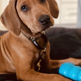 Rhodesian Ridgeback Puppies from River Rock Ridgebacks