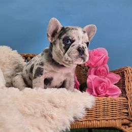 Titanium - Blue female French Bulldog puppy in Wisconsin from Shameless Bulldogs LLC