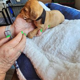 Milo - Chocolate male Dachshund puppy in Strong, Arkansas from Dachshunds R Us