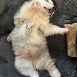 Alaskan Malamute Puppies from Sno-Ridge Alaskan Malamutes est 1972