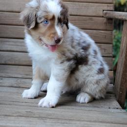 Australian Shepherd Puppies from Farmstead Aussies