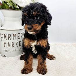 Tootsie - Phantom female Bernedoodle puppy in Neillsville, Wisconsin from Rose River Farms