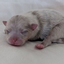 Sebastian - Lavender male Pomeranian puppy in Fultonville, New York from Sandy Aussies & Pomeranians