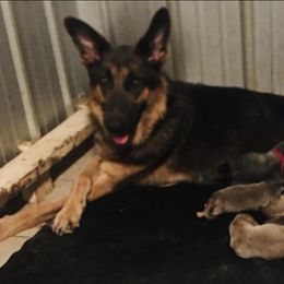 Harbor - German Shepherd