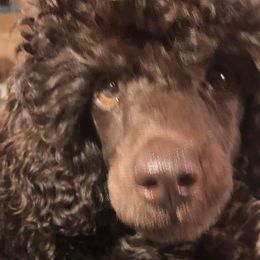 Poodles from Love chocolate poodles