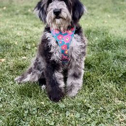 Maple - Goldendoodle