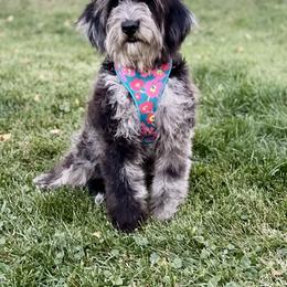 Maple - Goldendoodle