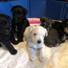 Miniature Schnauzer and Poodle Puppies from Bits & Bytes Farm