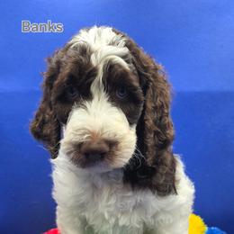 Java - Parti male Goldendoodle puppy in Summerville, South Carolina from Channys Doodles