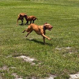 Louis - Vizsla