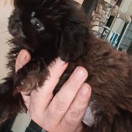 Delilah - Black female Pekingese puppy in Burns, Kansas from Pekingese Dynasty