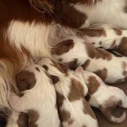 Cavalier King Charles Spaniels from Pleasant Run Kennels